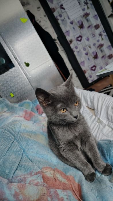 Кошечка Русская голубая