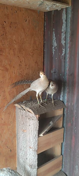 Bażanty bananowe !!