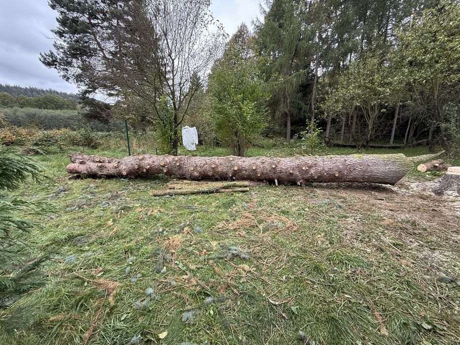 Świerk kłoda tartaczna na deski