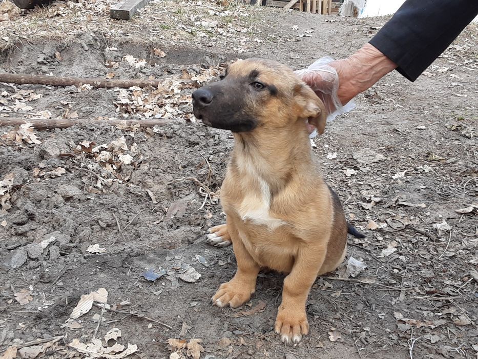 Віддамо в добрі руки цуценят віком 4 місяці, метис "такса - кабанчик".