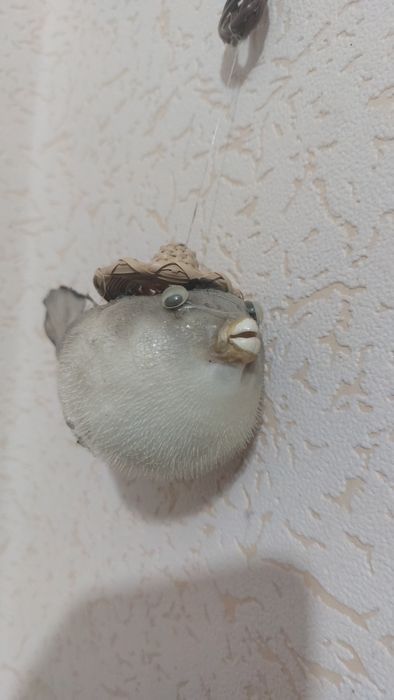 Продаются домовички морские сувениры