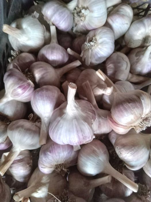 Продам крупный чеснок