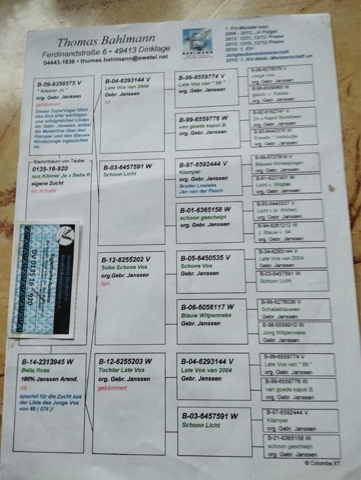 Gołębie pocztowe 100% Janssen