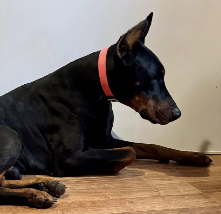 FCI DOBERMAN suczka zkwp