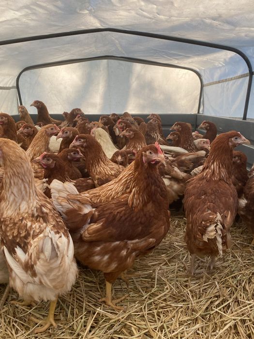 Молоді кури ЛОМАН -БРАУН