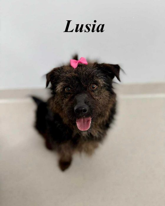 malutka suczka do adopcji