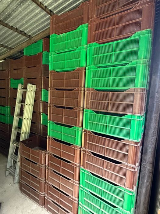 Skrzynki plastikowe 20 kg – 500 szt.