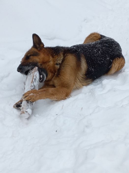 Цуценята Німецької вівчарки