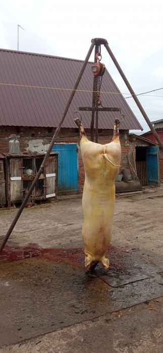 Продам   триногу