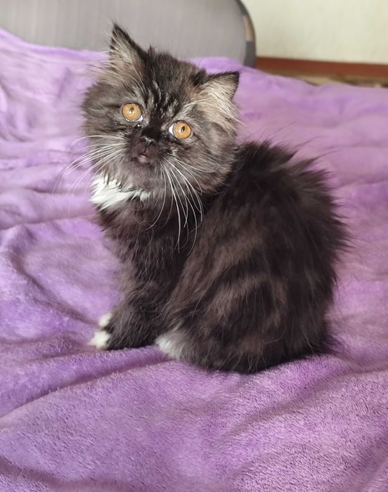 Лагідна дівчинка