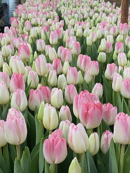 Тюльпан  тюльпани опт до 8 Березня