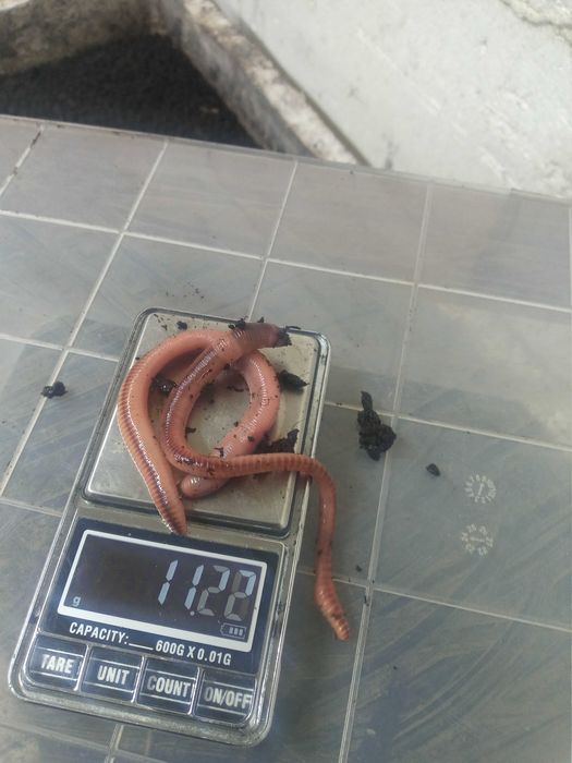 Продам червь дэндробэна вэнэтта