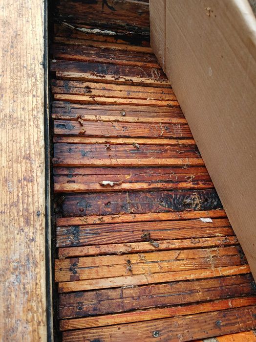 ul z rodziną pszczelą "warszawski "