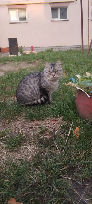 Безкоштовно котик