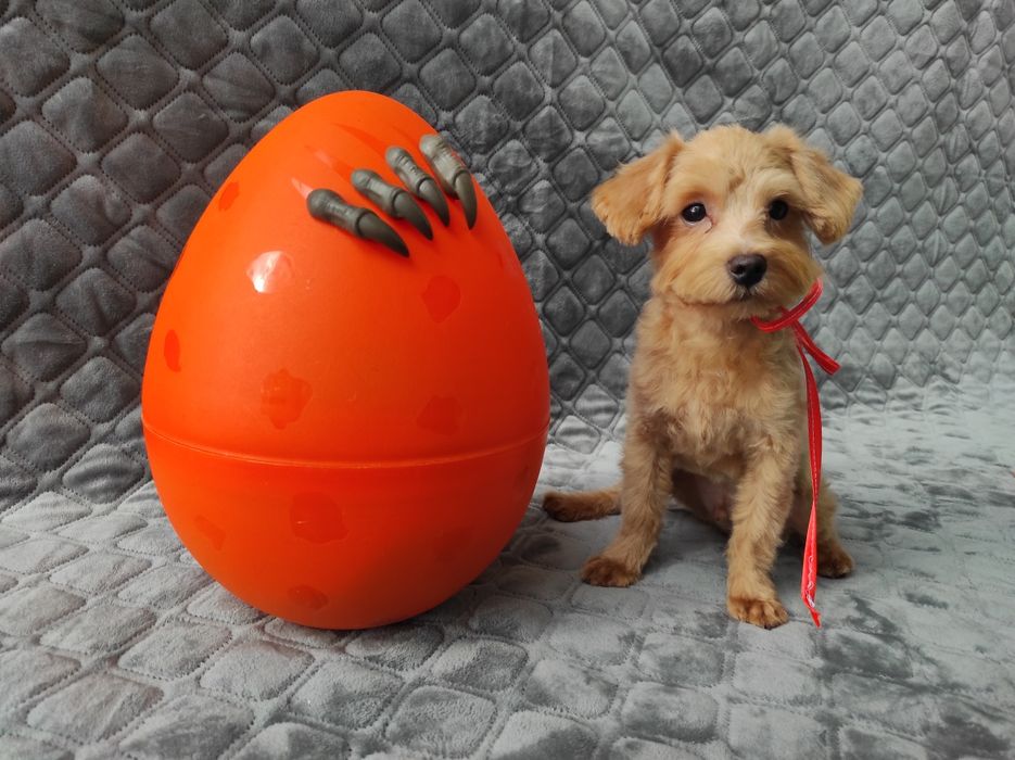 Мальтіпу хлопчик