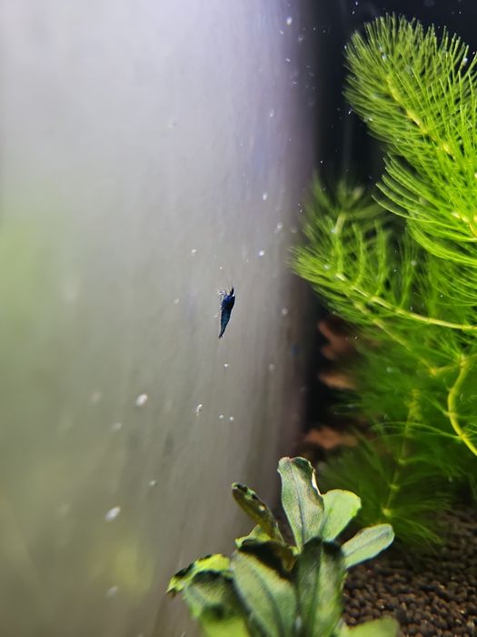 Blue Devil Orange Eyes caridina Krewetki (Vin fish)