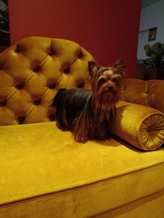Yorkshire terrier suczka