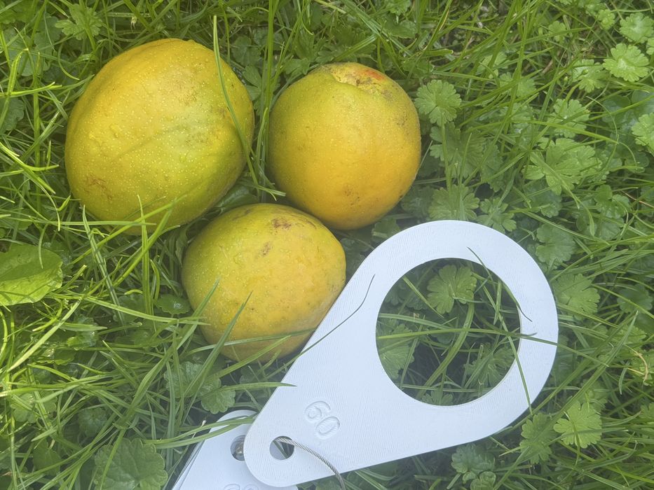 Owoce pigwowca wielkoowocowego - odmiana maksym i northern lemon - 5 kg
