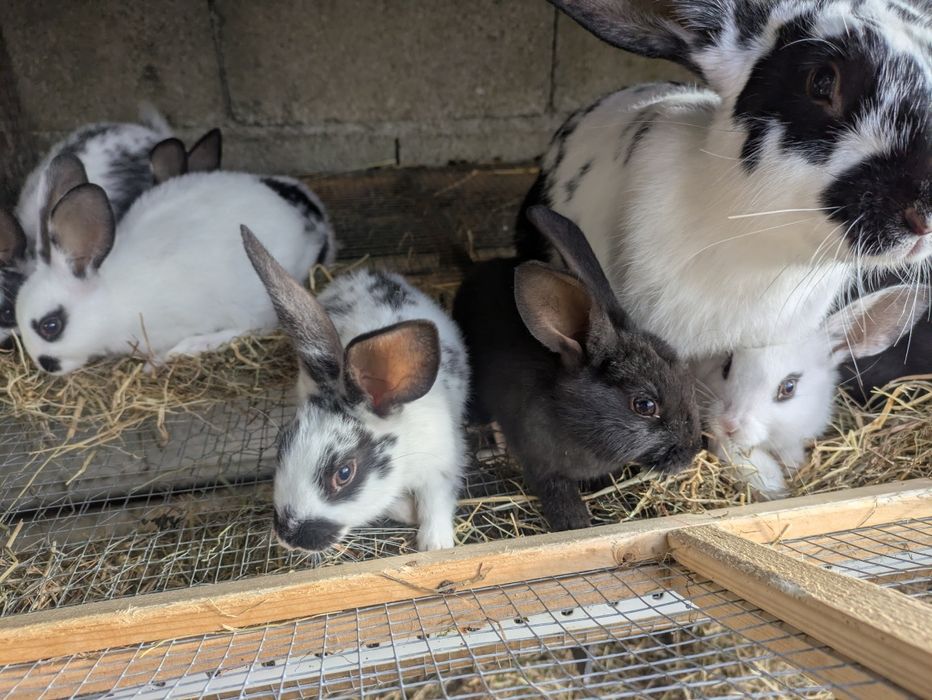 Conejos en venta