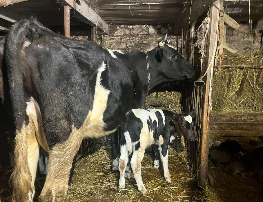 Продам розтелену молоду корову,  отел  був 19 лютого, спокійна