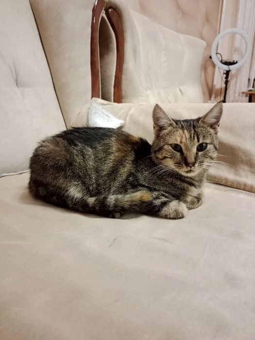 Кошенята.Хлопчик та дівчинка