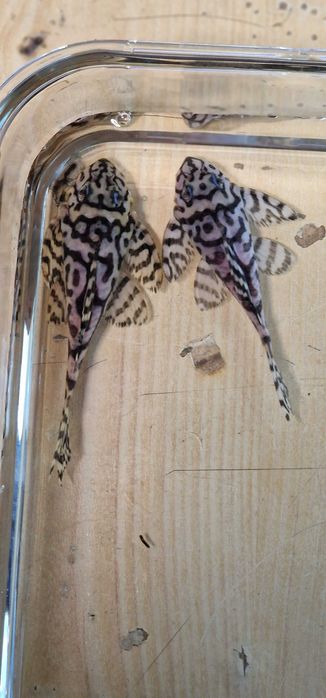 PARA Zbrojnik L236SW Super White PARA po 2 tarłach