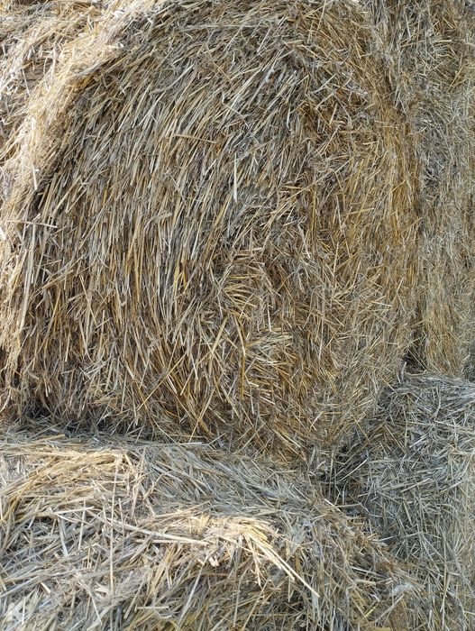 sprzedam słomę po prasie 120x120 dobrze zbita