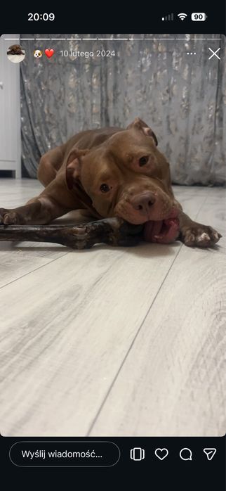 Oddam pitbulla red nose