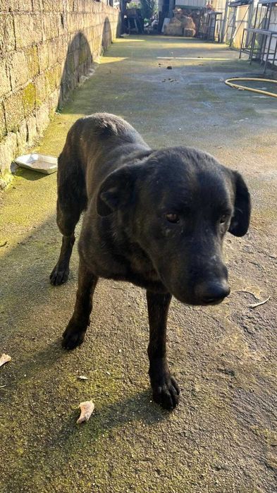 Fêmea Castro laboreiro muito dócil para adoção responsável