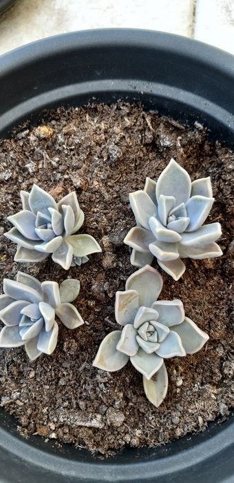 suculenta sedum weinbergii