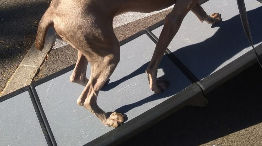 Rampa para cão grande PetGear