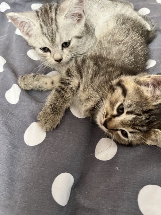 Віддам кошенят безкоштовно