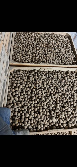 Sprzedam ziemniaki paszowe, odpadowe.