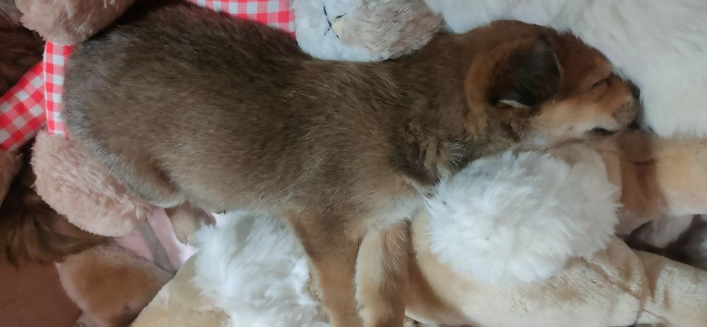 Віддам цуценят безкоштовно