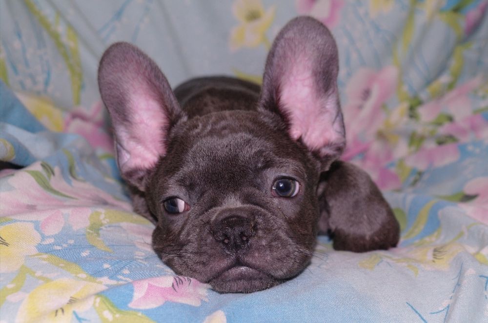 Няшечка ждёт семью