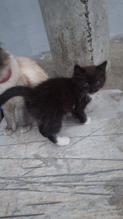 Подарую кошенят, котика, кішку