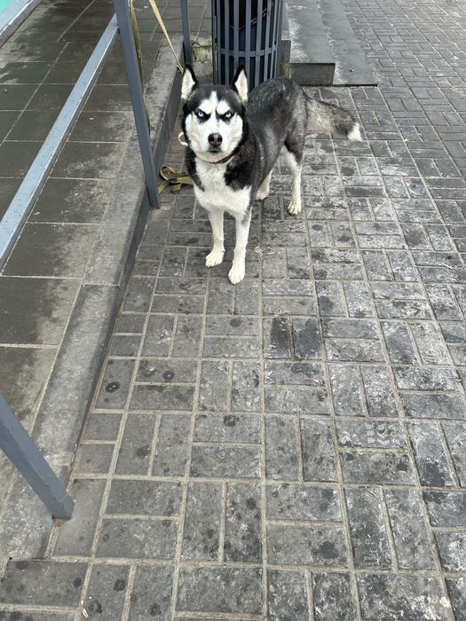 Отдам срочно в хорошие руки Собаку породи Хаска