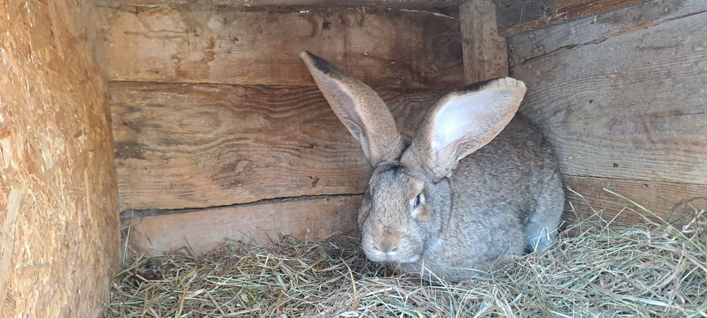 Króle mieszańce po olbrzymach belgijskivh