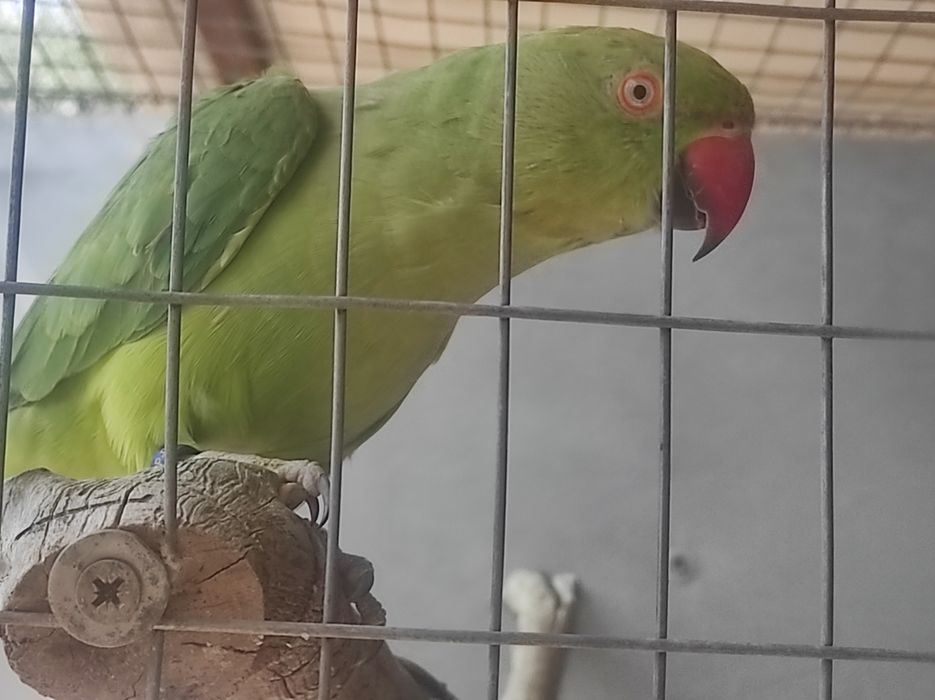 Ring Necks (vários)