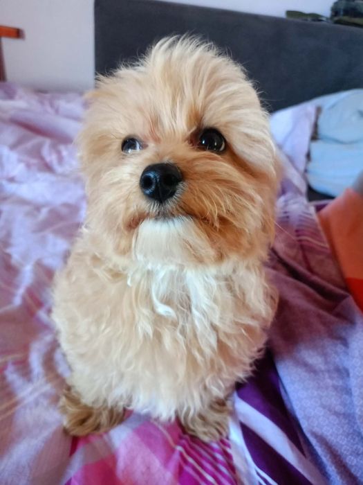 Maltipoo pieski.