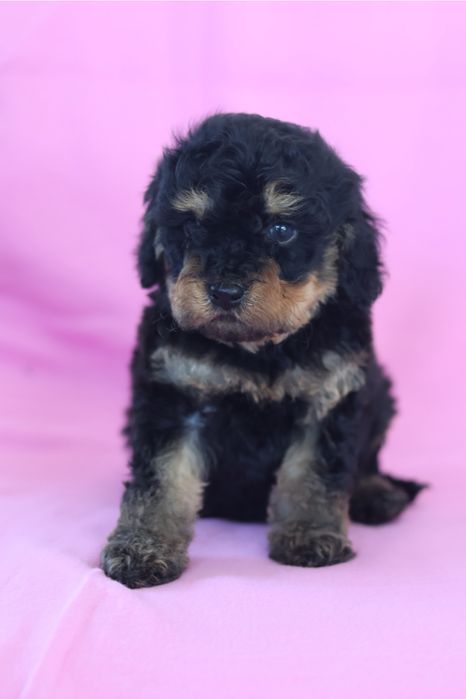 Cavapoo F2B samiec