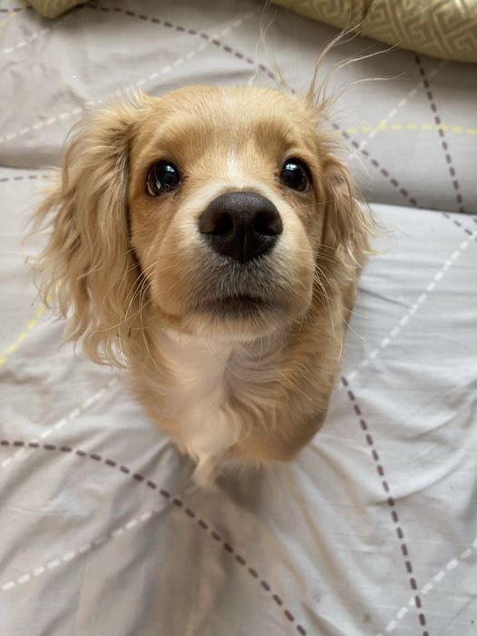 ЗАГУБИВСЯ песик!!!