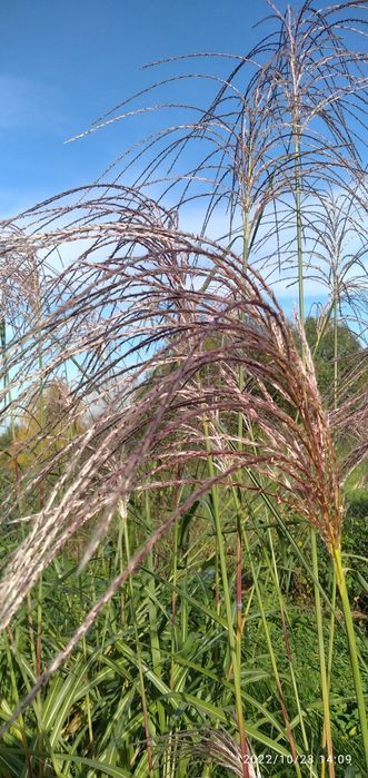 Miscant olbrzymi - karpy