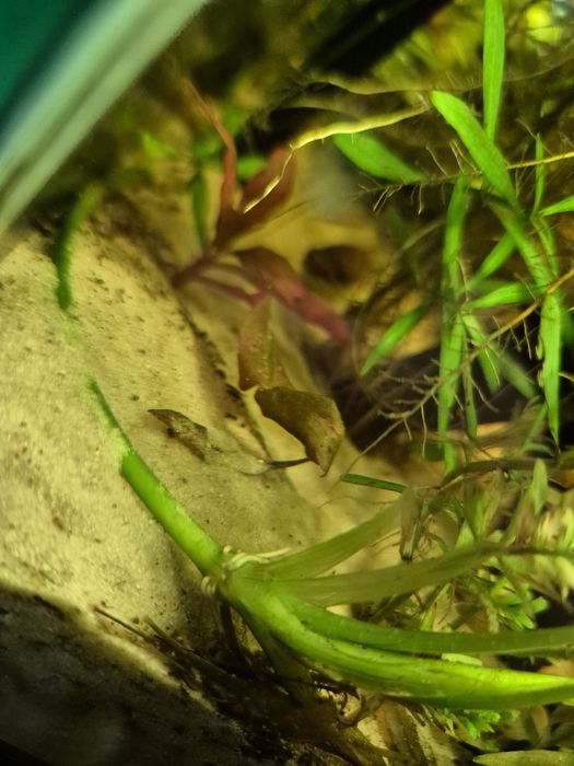 Hydrocleys nymphoides