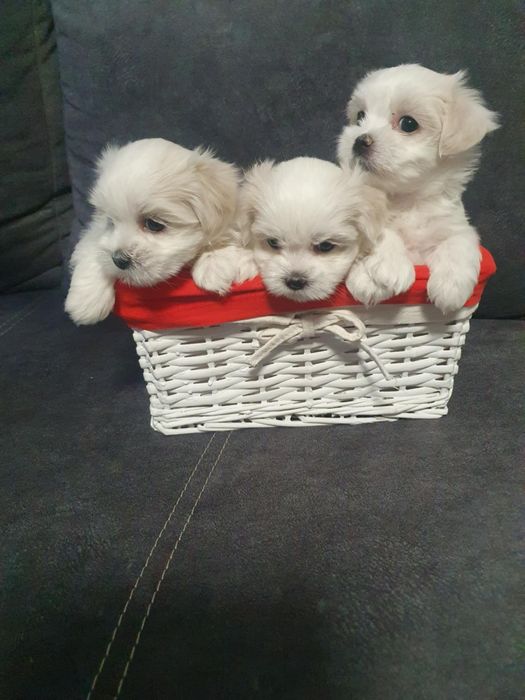 Szczeniak Maltańczyka