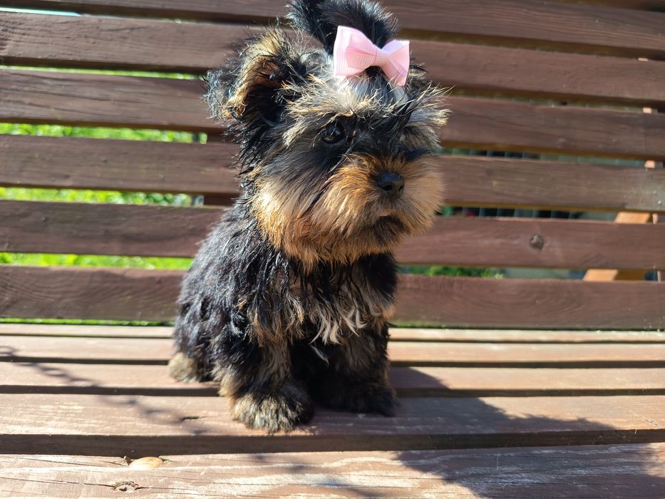 Yorkshire terrier suczka mała