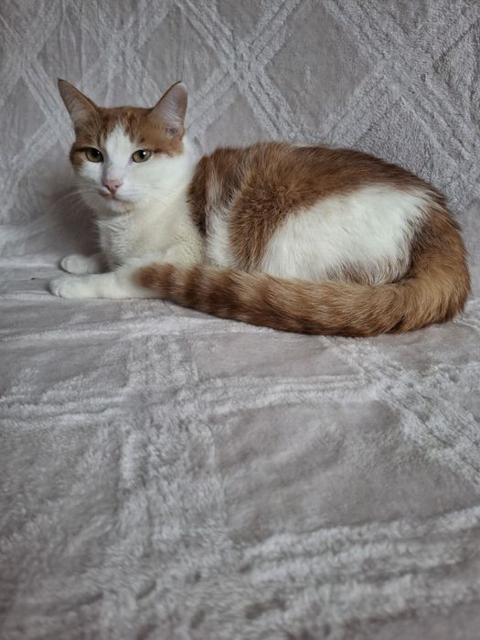 Кастрированный бело-рыжий котёнок-подросток ищет дом! Котята в хорошие