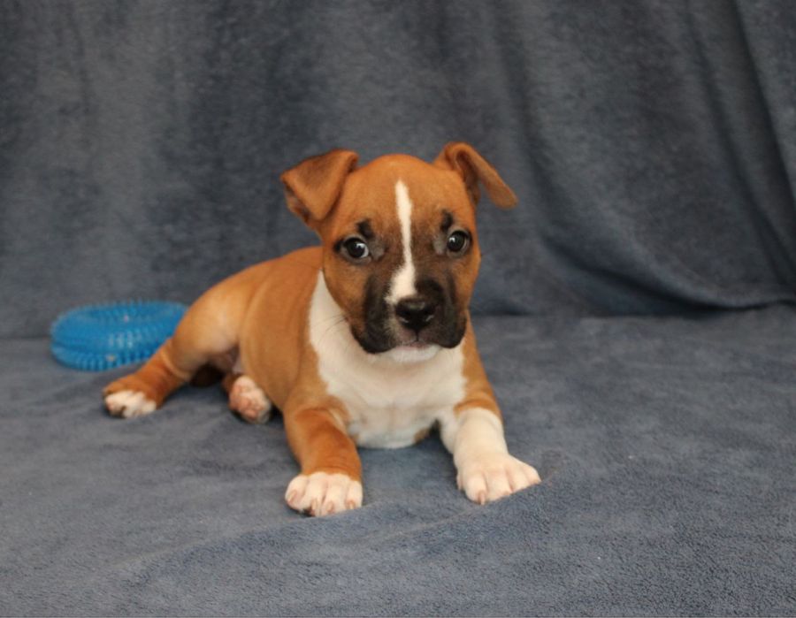 Руді малюки Амстаффіки