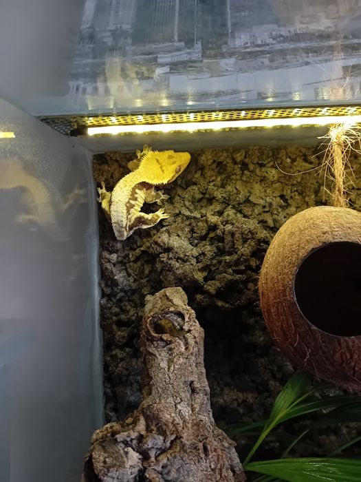 Gekon orzęsiony Lilly White + terrarium