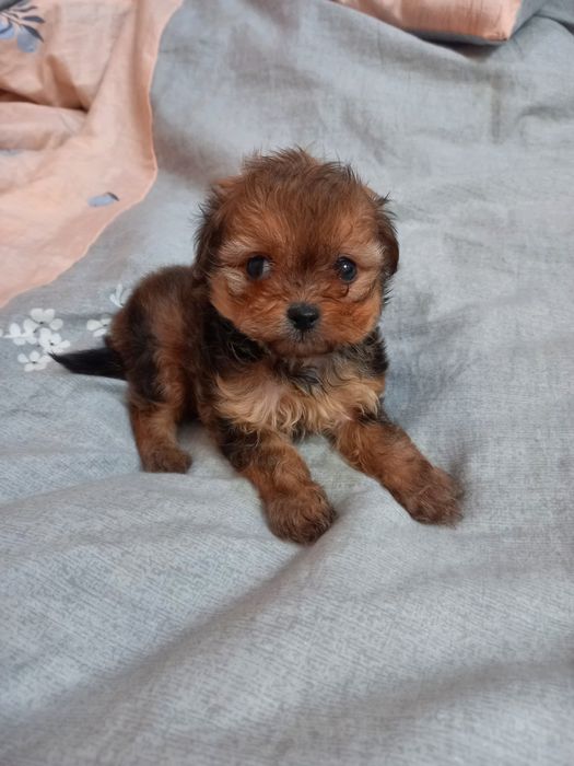 Девочки мальчики просто конфетки очень Миниатюрные.